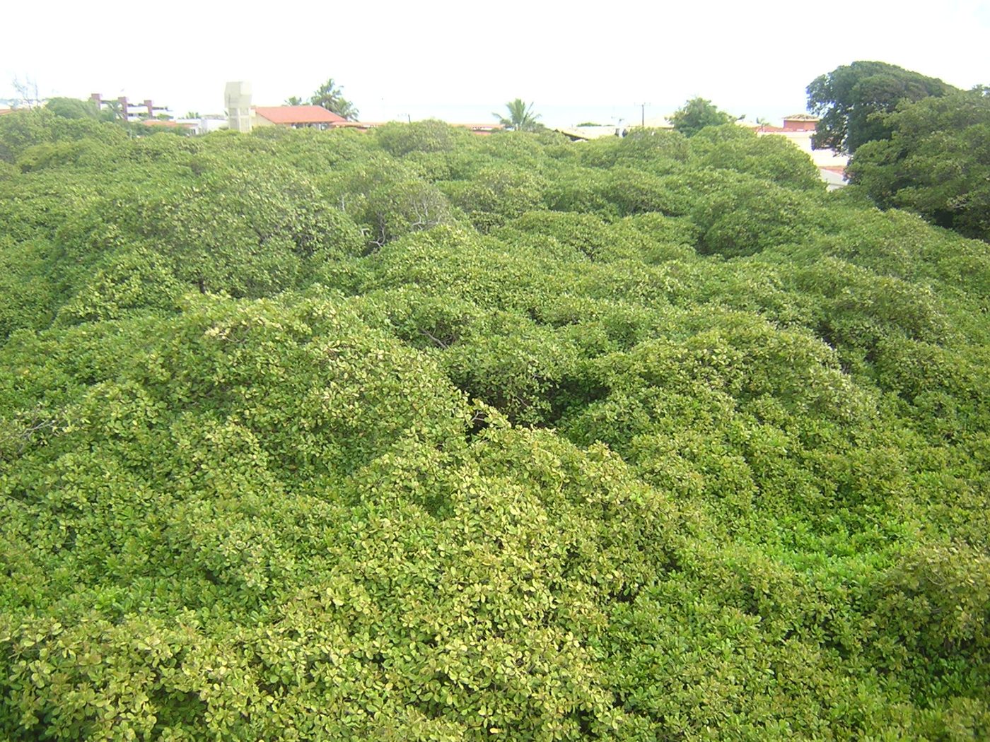 Maior Cajueiro do Mundo - Pirangi