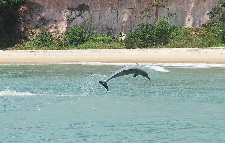 Praia de Pipa - Baía dos Golfinhos